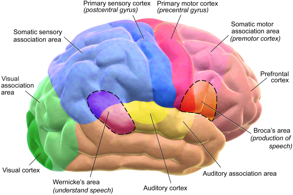 Blausen_0102_Brain_Motor&amp;Sensory_(flipped)